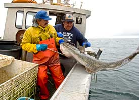 Fisherman gaffing a halibut