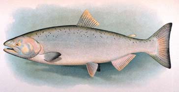 Chinook salmon, female