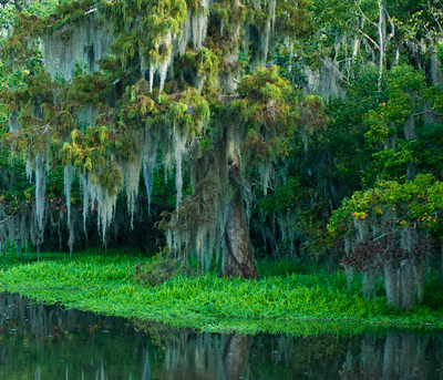 Photo of cypress trees and Spanish moss along one of the canals at the refuge