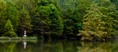 Photo of the fishing pond at Bogue Chitto NWR with bald cypress trees and a duck box