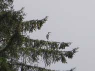 Egret perched on fir bough.  Photo by Tom Gaskill.