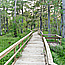 A boardwalk trail at the Barataria Preserve stretches through the green trees of the swamp.
