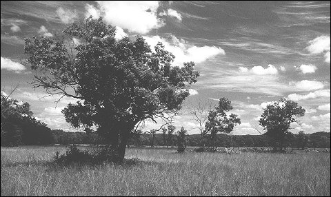 Photo by Michael Mossman: Oak/River barren