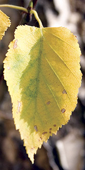 Birch leaf in the Fall