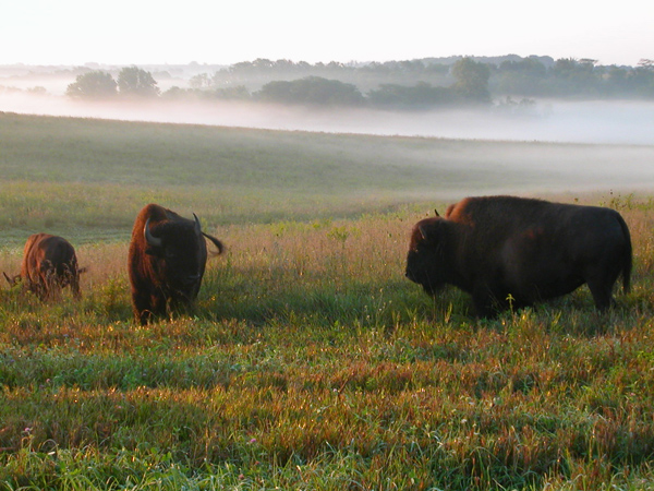 Bison on refuge