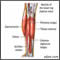 Lower leg muscles