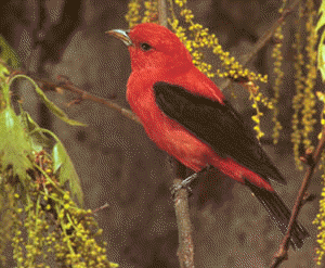 scarlet tanager