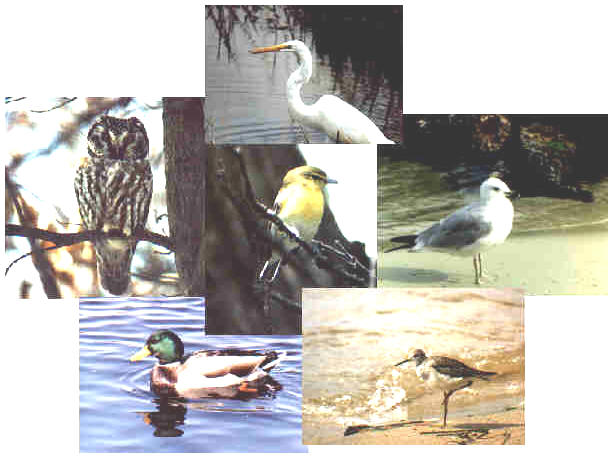 great egret, ring-billed gull, yellow-throated vireo, lesser yellowlegs, mallard, boreal owl
