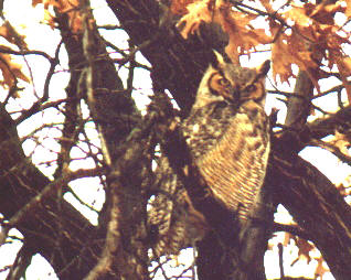 great-horned owl