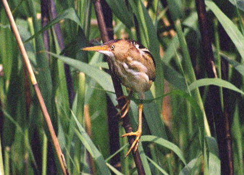 least bittern