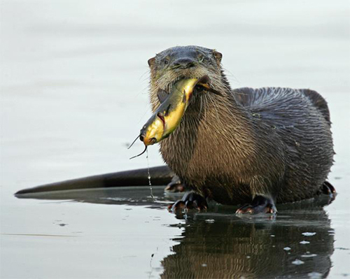 River Otter on refuge