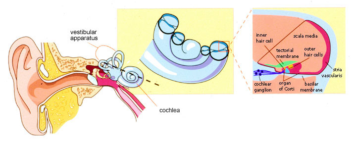 Illustration: View of the mammalian auditory system showing: cochlea, vestibular apparatus, inner hair cell, scala media, tectorial membrane, outer hair cells, cochlear ganglion, organ of Corti, basilar membrane, and stria vasicularis.