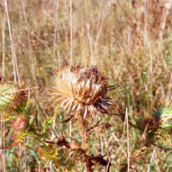 Urophora stylata damage