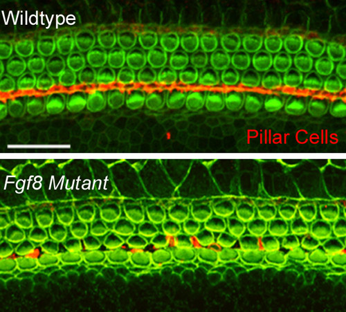 A targeted mutation in the Fgf8 gene results in a disruption in the development of pillar cells