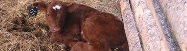 calf curled up