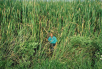 Sawgrass and other vegetation can reach considerable heights.