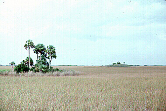 Sawgrass in the Everglades; brown because it is winter