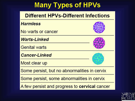 Low-Risk and High-Risk HPVs