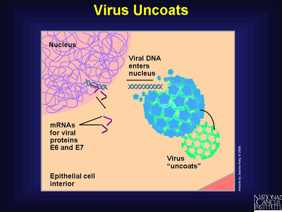 Virus Uncoats
