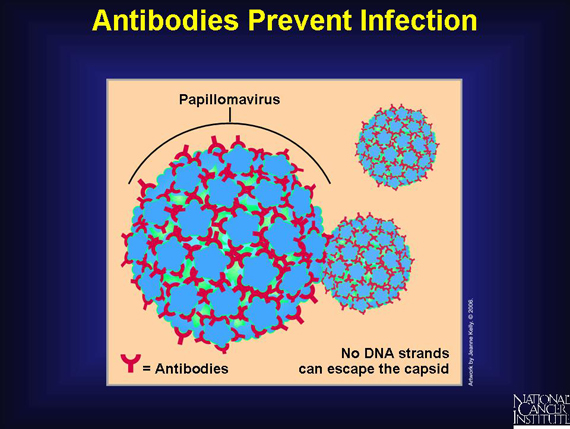 Antibodies Prevent Infection