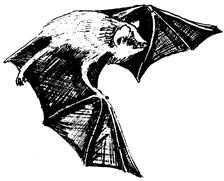 Little Brown Bat. Illustration Credit: USFWS