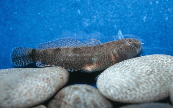 tubenose goby photo