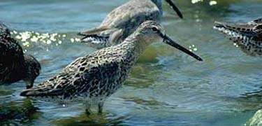 Dowitchers are one of the nearly 380 avian species that have been found in the park.