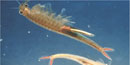 photo of fairy shrimp