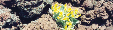 Plant grows in lava field