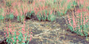 Sunset Crater penstemon in bloom