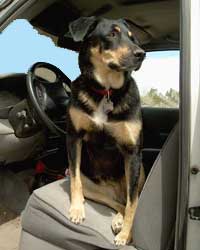 dog sitting in car