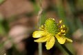 View a larger version of this image and Profile page for Ranunculus cymbalaria Pursh