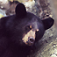 Black bear make their home in the Upper Peninsula.