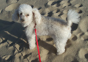 This toy poodle enjoys an afternoon at Miners Beach.