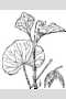 View a larger version of this image and Profile page for Viola pubescens Aiton