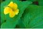 View a larger version of this image and Profile page for Viola pubescens Aiton