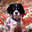 Shiloh - the hunting dog - enjoys a autumn day. (Grant Petersen photo)