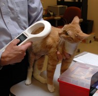 Cat is scanned for microchip