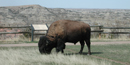 The park is home to a variety of prairie plants and animals including bison, elk and feral (wild) horses.