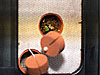 A top-view of soil and a green sprout in a small brown pot in the plant growth chamber