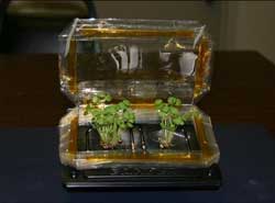 Basil plants grown from seeds, on Earth, in a simple plant growth chamber.