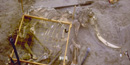 1994 pygmy mammoth excavation, Santa Rosa Island