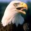 adult bald eagle