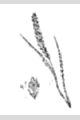 View a larger version of this image and Profile page for Elymus repens (L.) Gould