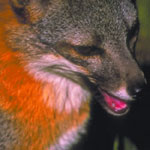 island fox