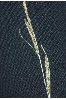 Photo of Carex aquatilis Wahlenb.