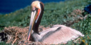 Brown pelican on nest