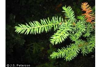 Photo of Taxus canadensis Marsh.