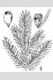 View a larger version of this image and Profile page for Taxus canadensis Marsh.