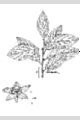 View a larger version of this image and Profile page for Rhamnus alnifolia L'Hér.